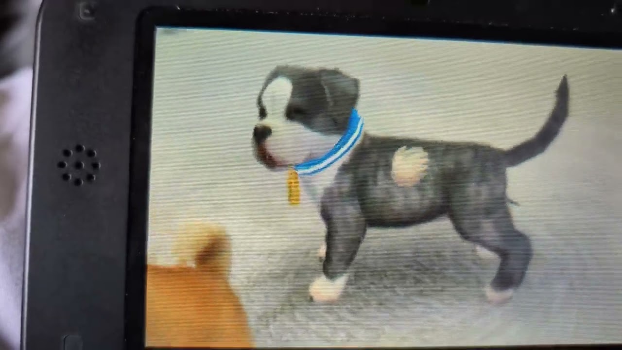 Lure Coursing WIN & Tricks  | Golden Dogs | Nintendogs + Cats | Episode #33