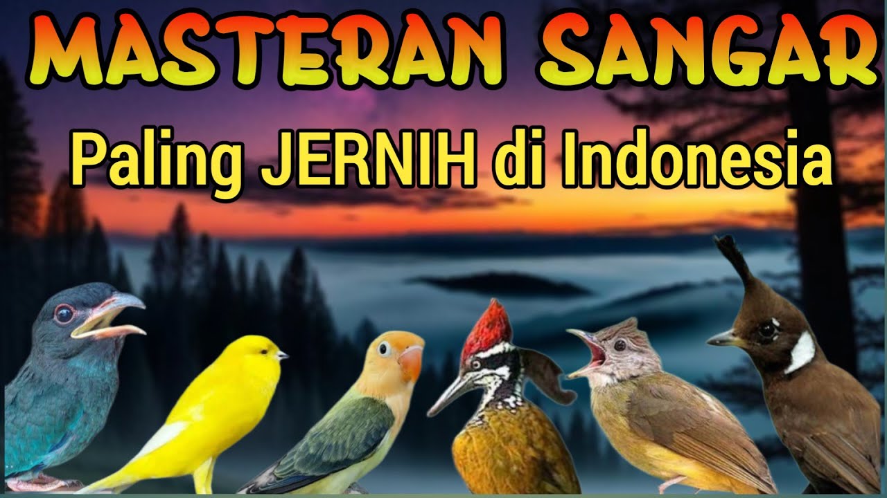 MASTERAN MURAI FULL ISIAN SUARA JERNIH MATERI MEWAH JADIKAN MURAI JUARA