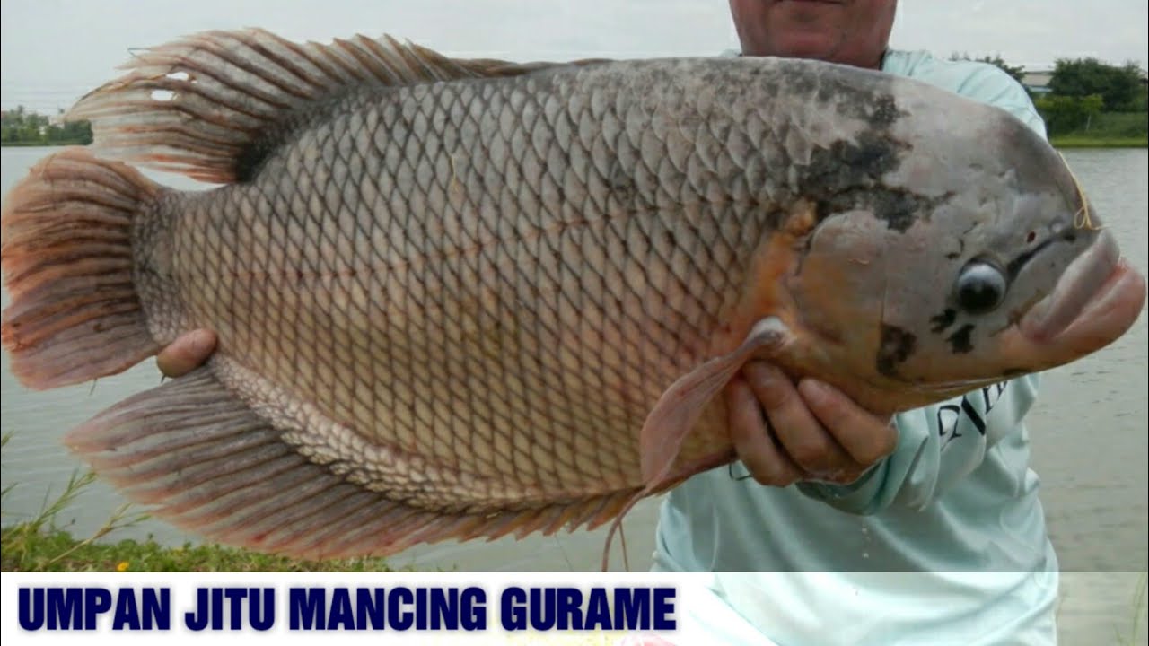 7 Umpan Mancing Ikan Gurame Paling Ampuh