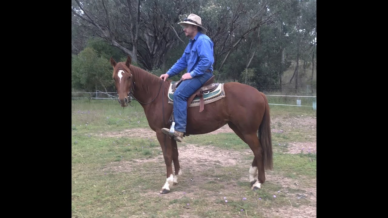 ** SOLD ** 2 yo quarter horse filly