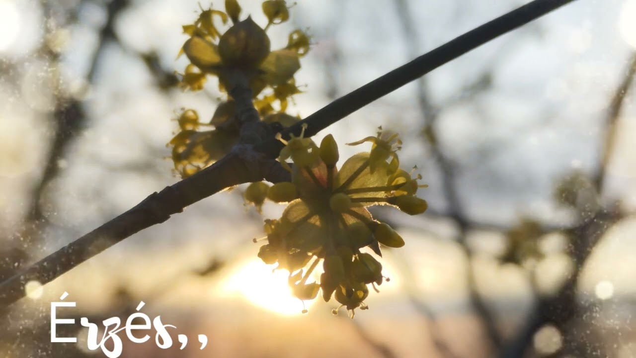 Érzés,, (Saját dalszöveg + AI zene )#ai #music #life 