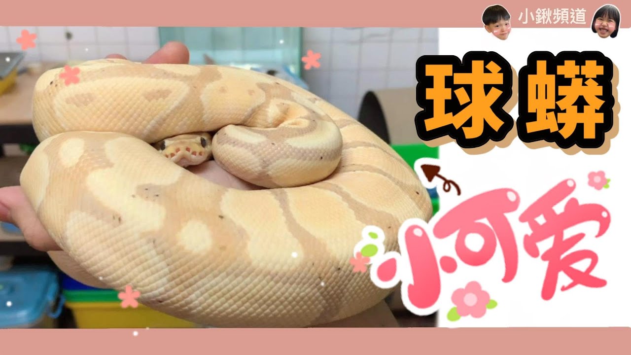 養球蟒要注意些甚麼呢,讓你第一次養寵物蛇就上手~~~~【小鍬頻道】