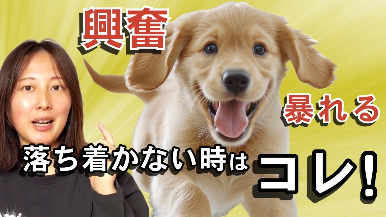【子犬期のこと】暴れる！落ち着かない時見守るだけではダメ！正しい対処法について