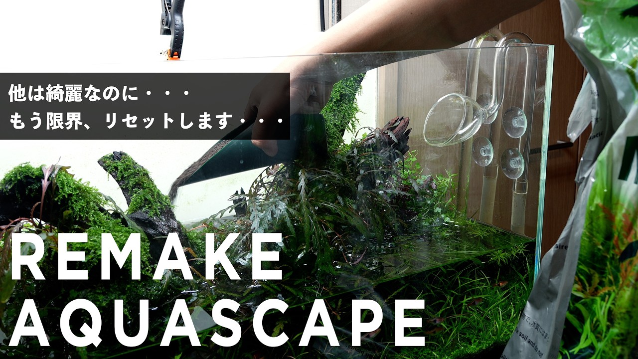 【アクアリウム】60cm水草水槽　もうダメ・・・。一部リセットします#aquascape #aquarium #ネイチャーアクアリウム #熱帯魚 #ada #アクアリウム