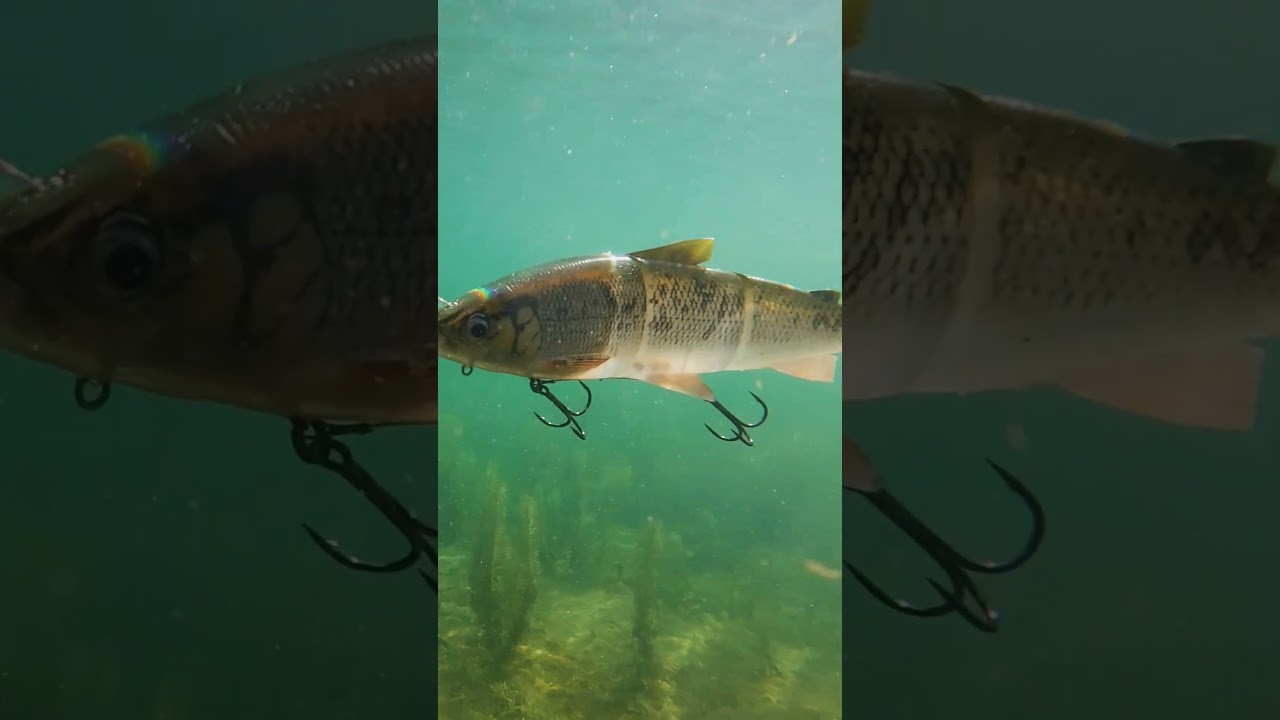 The Pike Lure That Changes Everything 😱🎣 #pikefishing #fishing #3dwhitefish