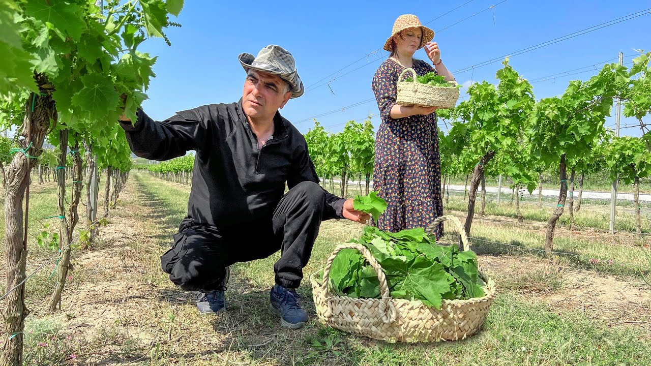 Azerbaijani Dolma made from Grape Leaves harvested in the Garden