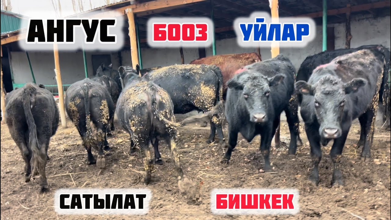 АНГУС БООЗ УЙЛАР сатылат