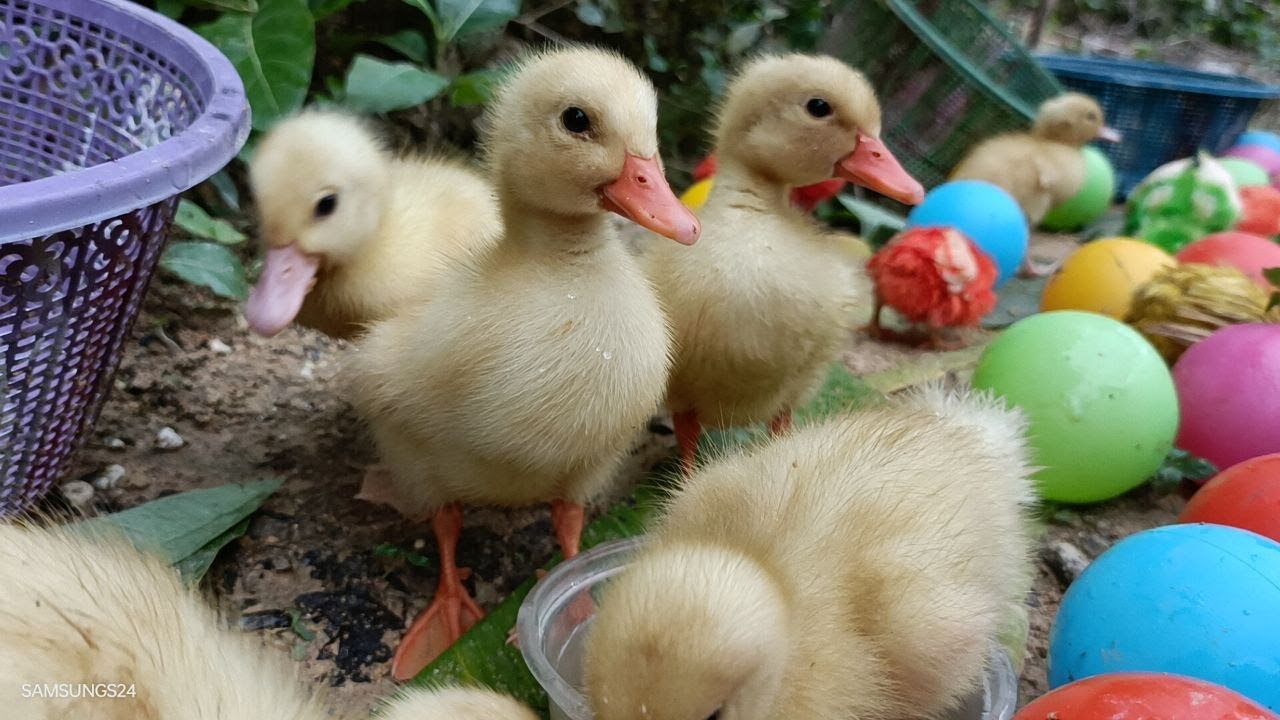 Tangkap Bebek Lucu Warna Warni, Ayam warna warni, bebek Rainbow - Azka Run