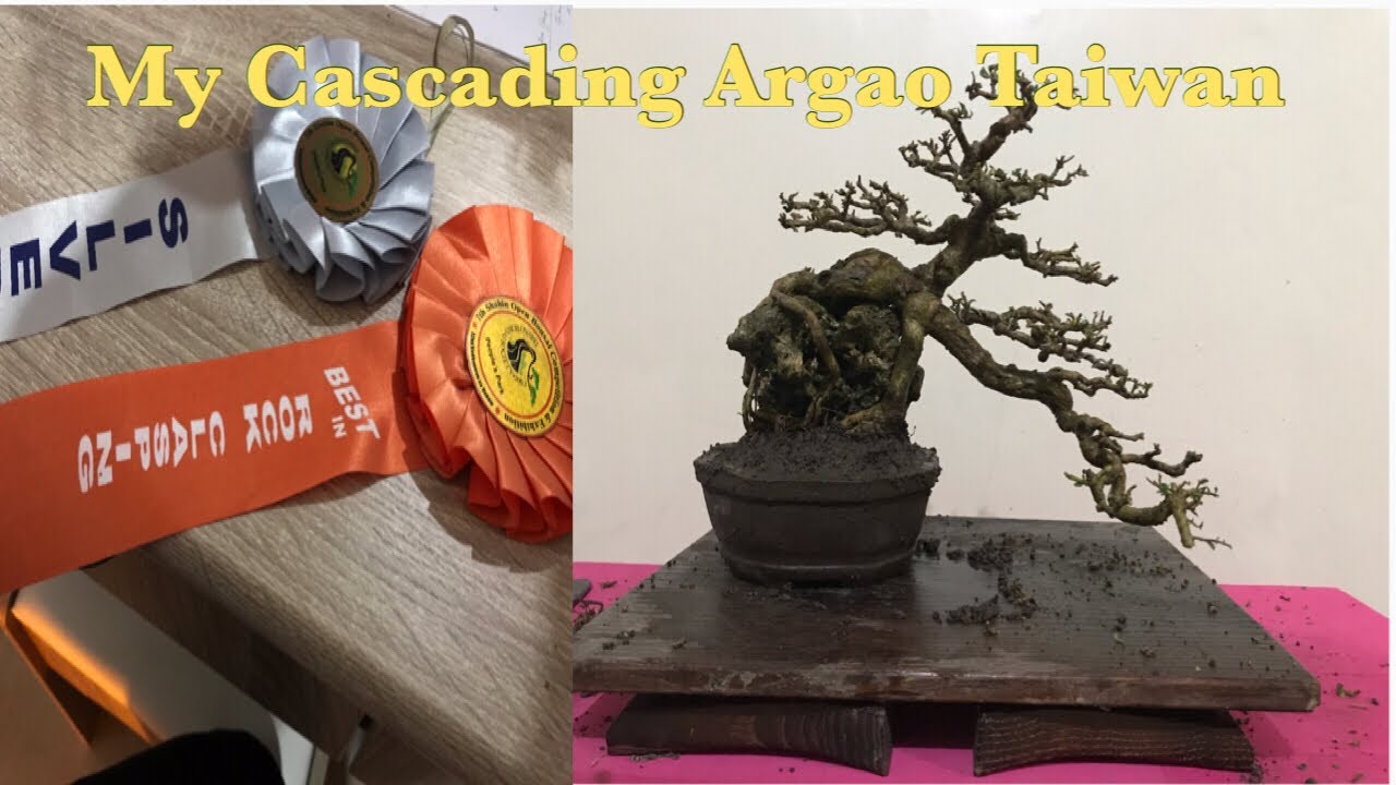 Argao Taiwan Bonsai Premna Microphylla (Cascade Style)