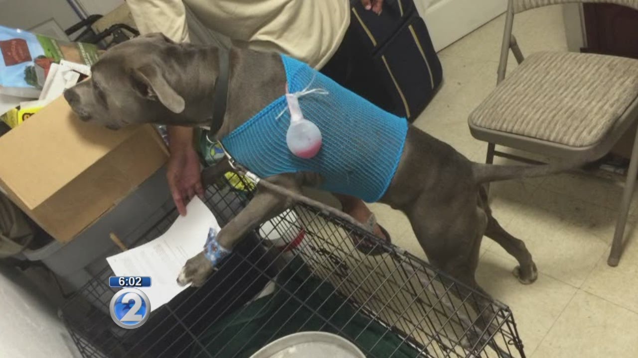 Family outraged after their pet dog was shot by police