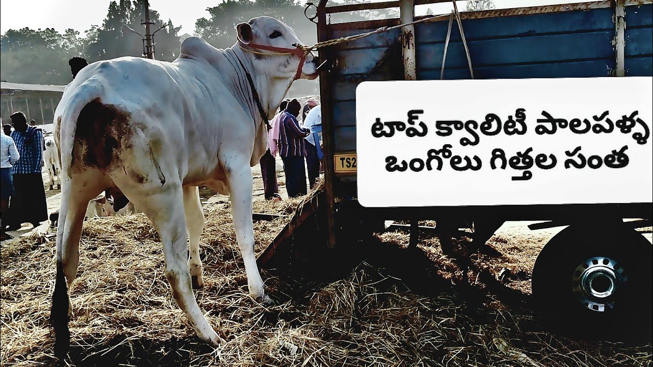 7729053424 కోదాడ సంత లో ఈ వారం చాలా ఎక్కువ దూడలు వచ్చాయి #kodada bulls market