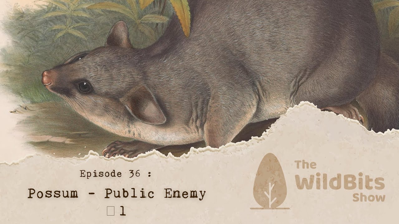 Possum - Public Enemy # 1 - The Wild Bits Show March 15, 2026