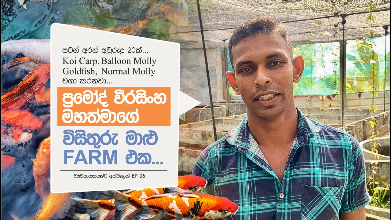 කොයි කාෆ්, බැලුන් මොලී වගා කරන ප්‍රමෝද් මහතාගේ  Farm එක