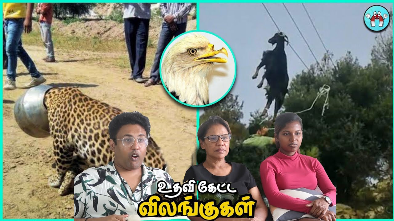 மனிதர்களிடம் உதவிக்காக வந்த விலங்குகள் | Ramstk Family@themagnetfacts
