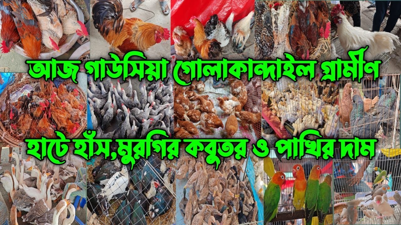 আজ গাউসিয়া গোলাকান্দাইল গ্রামীণ হাটে হাঁস,মুরগির কবুতর ও পাখির দাম