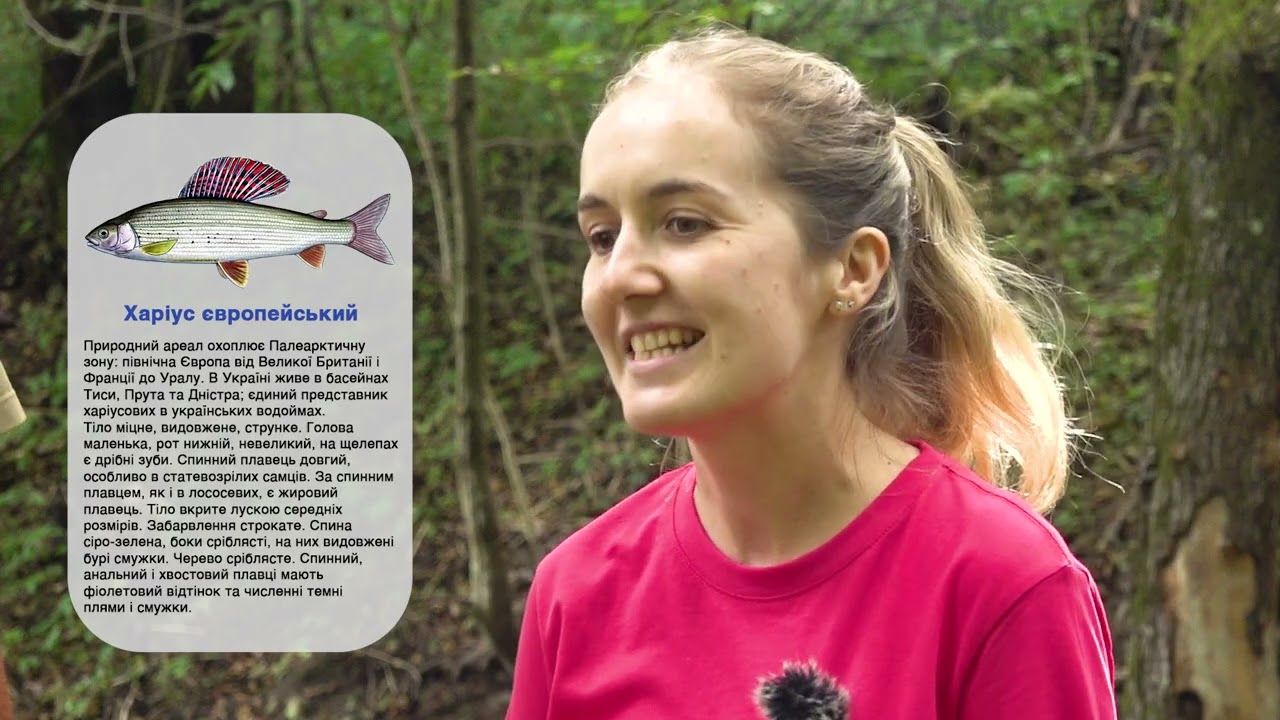 ❗️ Про історичне зариблення річок Закарпаття червонокнижним видом риб