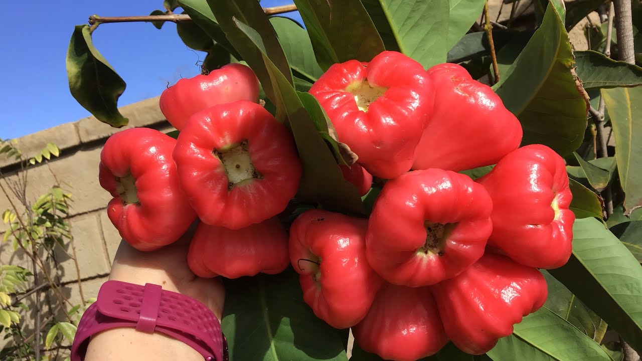 Wax Jambu in California: A Beautiful Winter Cluster 🥰😱🤩