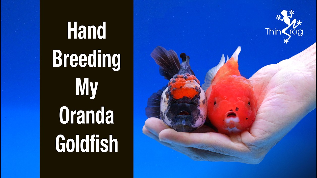 How to Breed Oranda Goldfish (Hand Breeding)