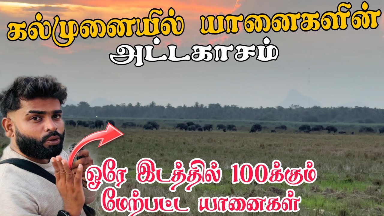கல்முனையில் யானைகளின் அட்டகாசம் ஒரே இடத்தில் 100க்கும் மேற்பட்ட யானைகள் | Pk vlogs Tamil | kalmunai 