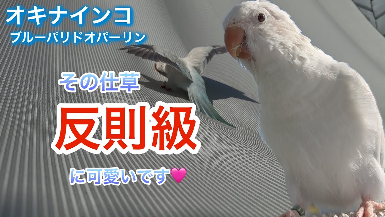 生後5ヶ月のオキナインコと仲間達/遺伝の宿命🧬/クリッピングどうしよう？他💕🦜