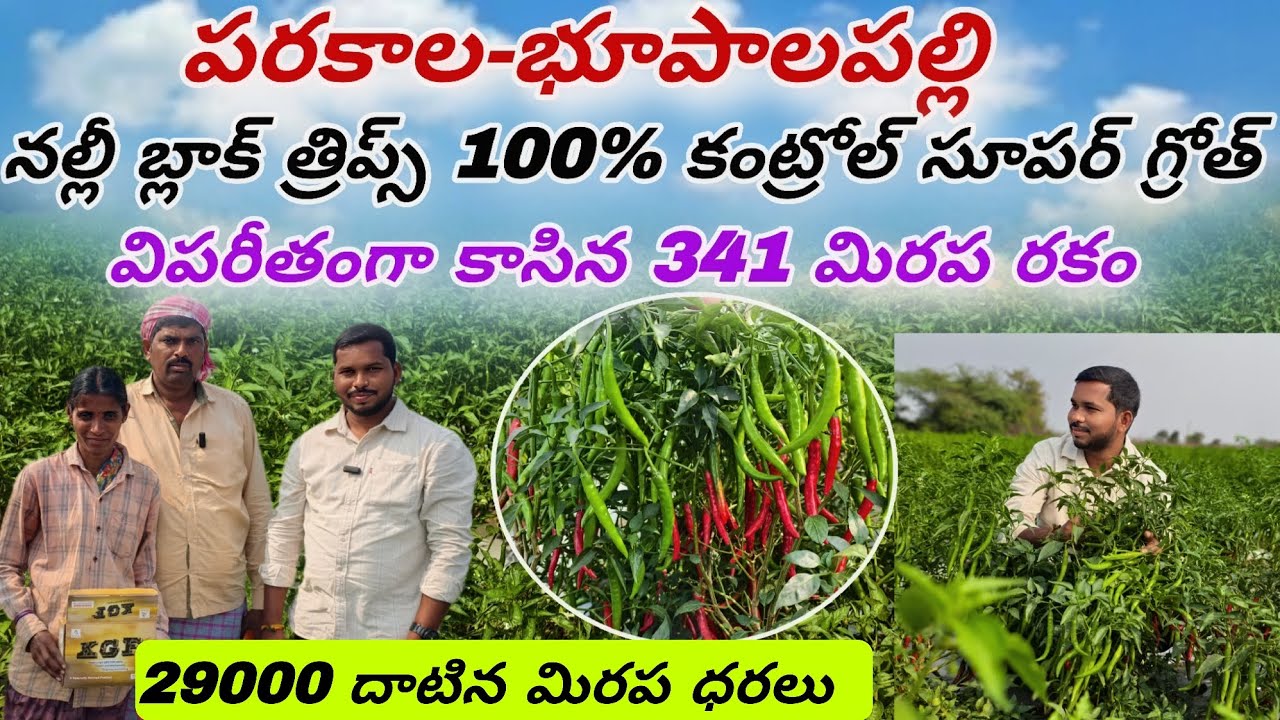 మిరపలో సూపర్ గ్రోత్ నల్లీ బ్లాక్ త్రిప్స్ 100% కంట్రోల్ విపరీతంగా పూత క్రాప్ సెట్టింగ్ కోసం #kgf 