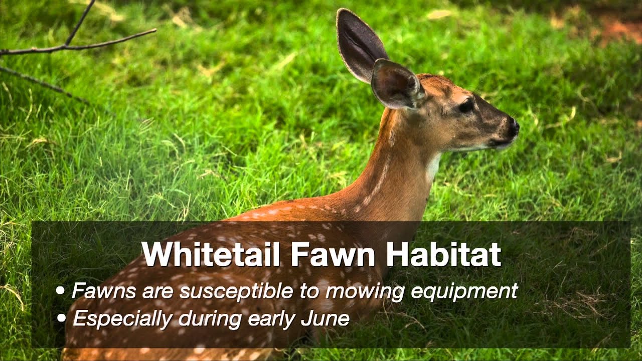 Naturally Speaking: Mowing Fields (6/13/15)