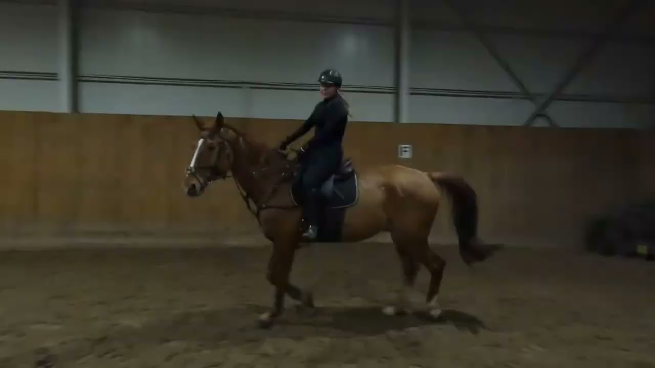 Fine Line & Kate Friday chill | horse riding in Kraków, Swoszowice