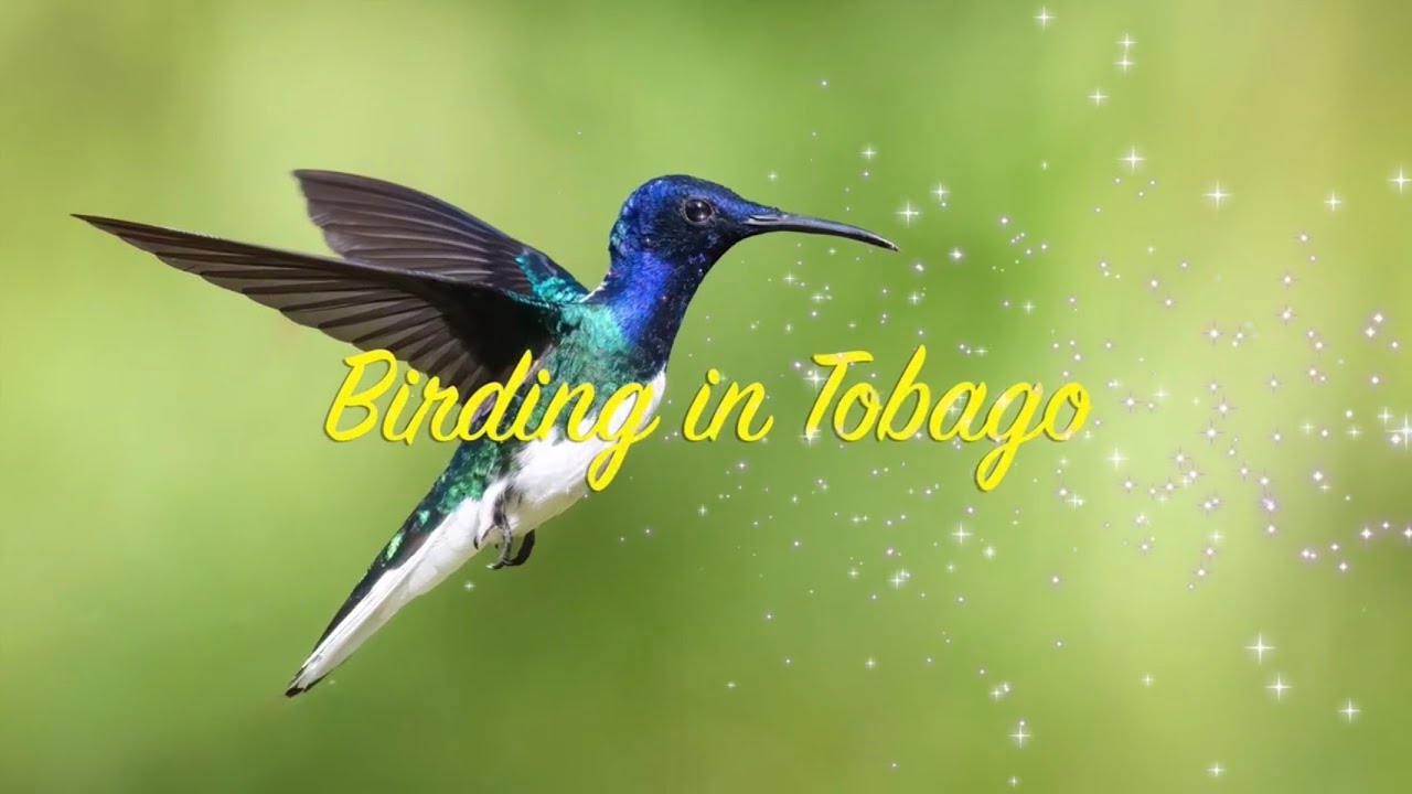 Birding in Tobago | Cuffie River | Motmot, Jacamar, Hummingbirds