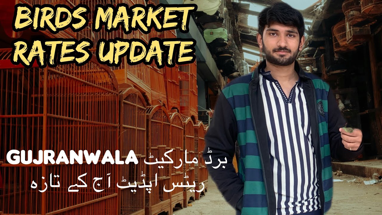 Gujranwala Birds market rates update by Ashir || right time to invest in birds.