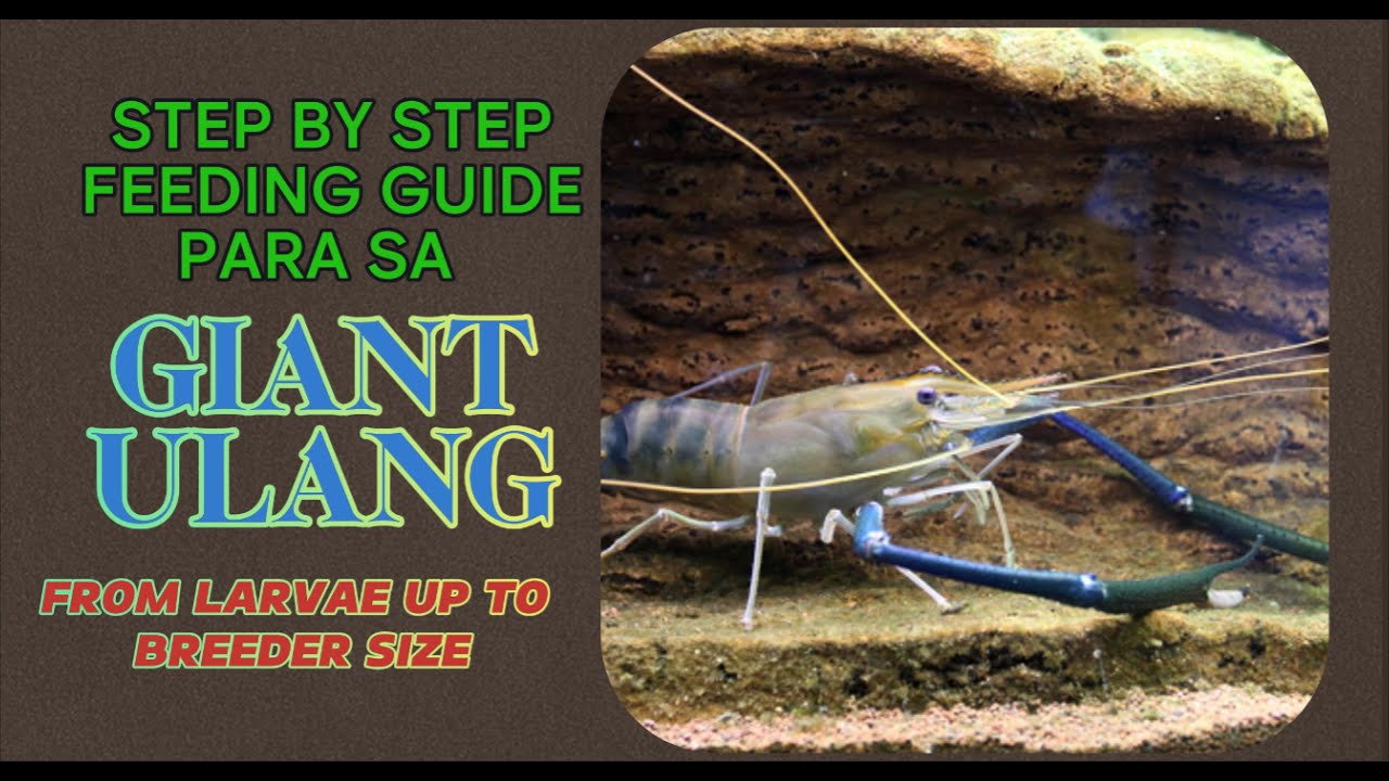 FEEDING GUIDE FOR GIANT ULANG
