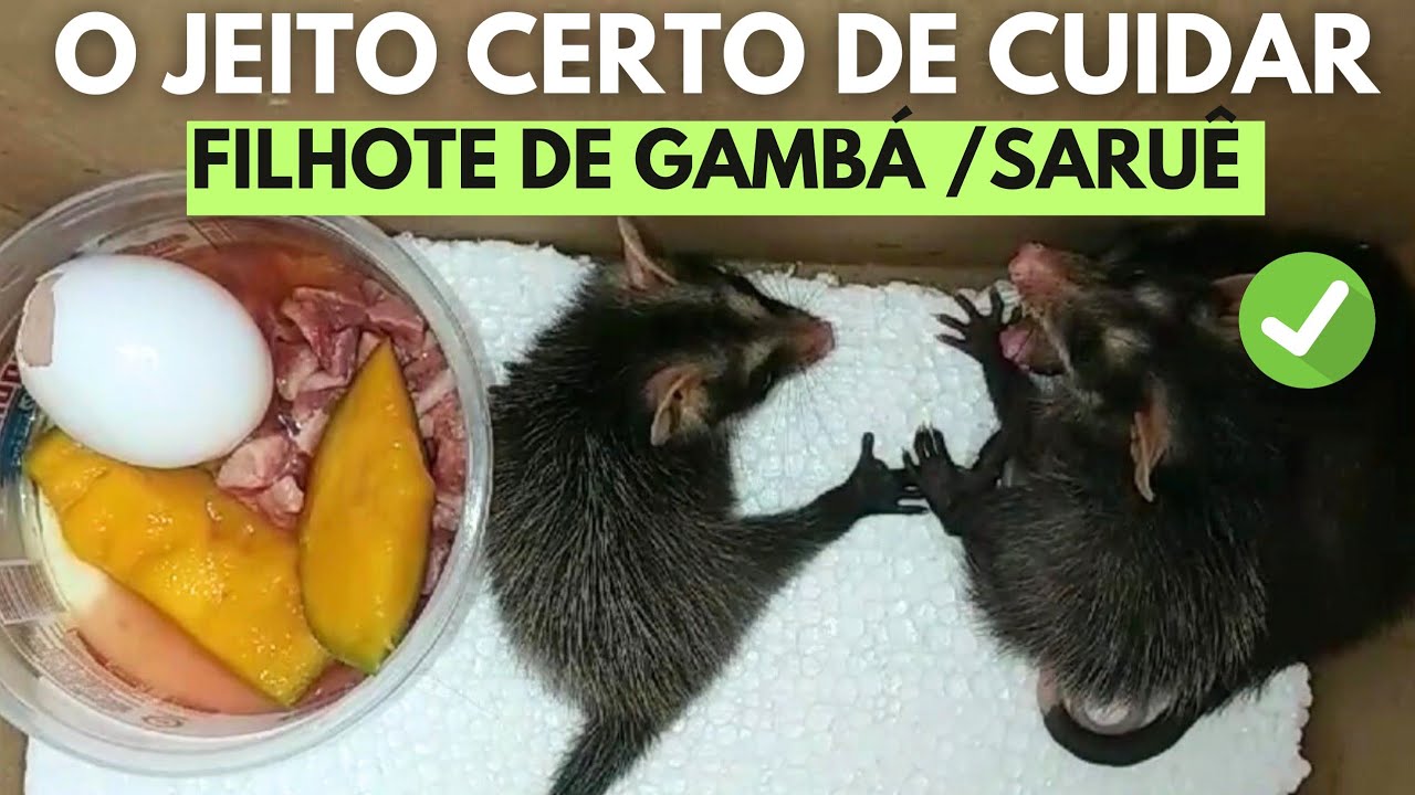 COMO CUIDAR DE FILHOTE DE GAMBÁ [SARUÊ] [GAMBÁ]