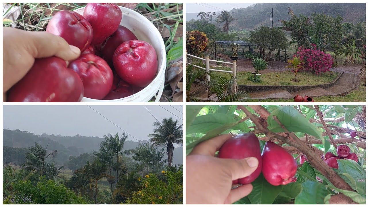 MEU PÉ DE JABO DEU FRUTOS PELA PRIMEIRA VEZ + MUITA CHUVA NA NOSSA REGIÃO 