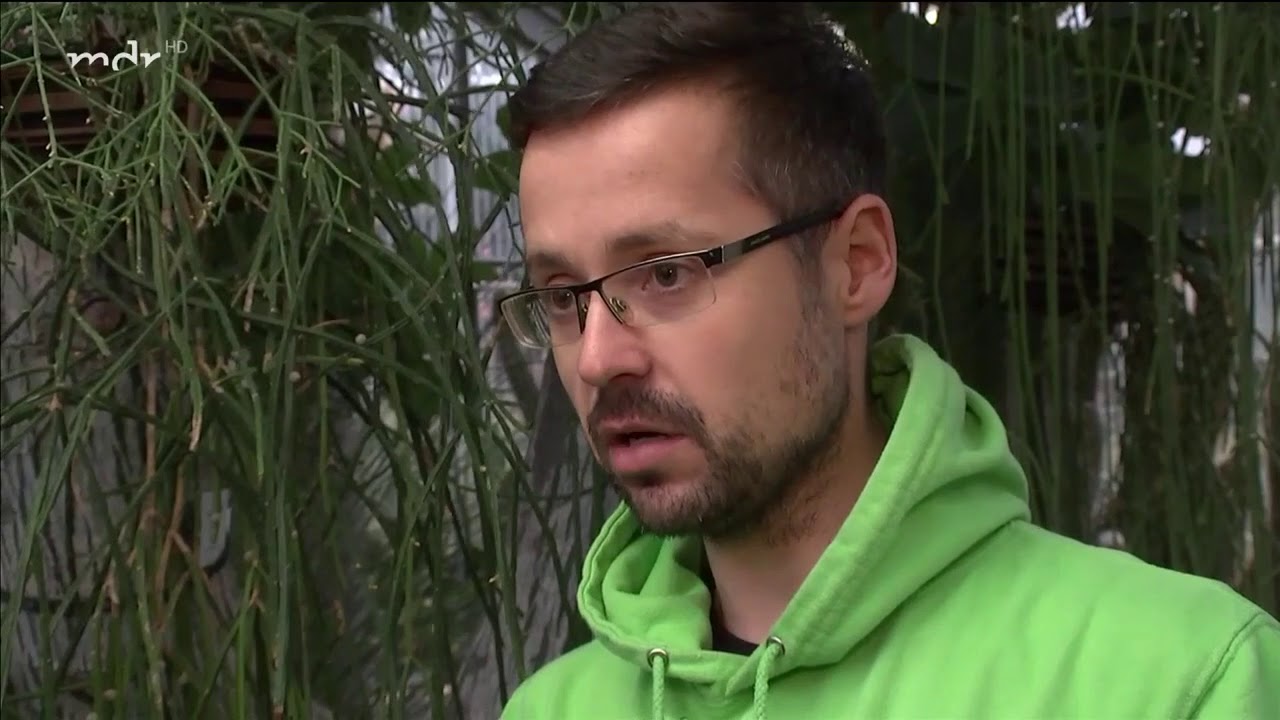 Blütenreicher Weihnachtskaktus | MDR