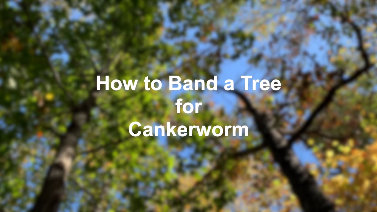 How to Band a Tree for Cankerworm Management