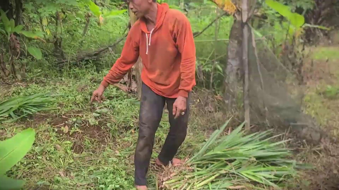 High Yield Fodder: Growing Jumbo Grass for Livestock #RuralAgriculture #TraditionalFarming
