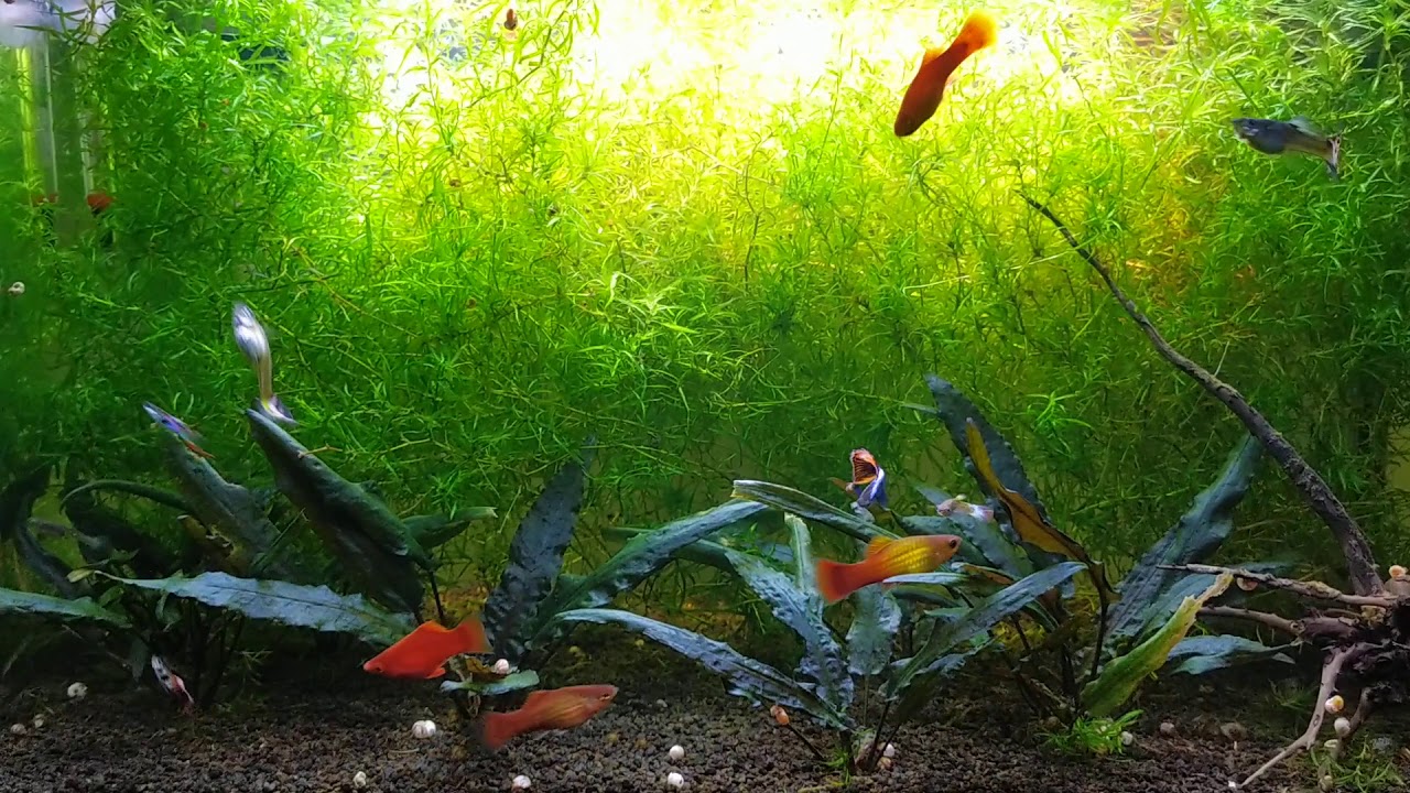 Acquario Senza Filtro in Perfetto Equilibrio
