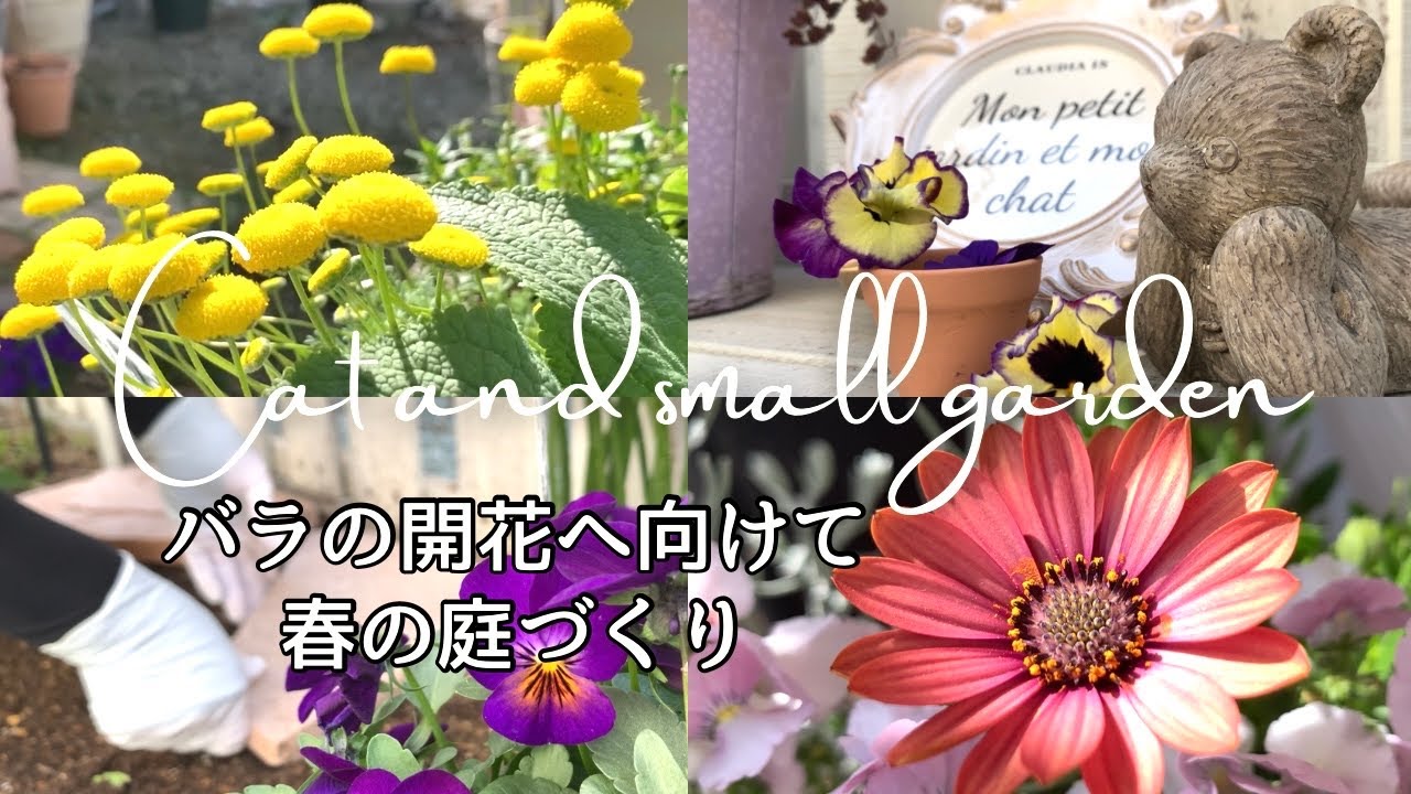 春のときめく庭づくり✨/新しい薔薇コーナー/バラとクレマチスの購入苗紹介/60代のガーデニングVlog