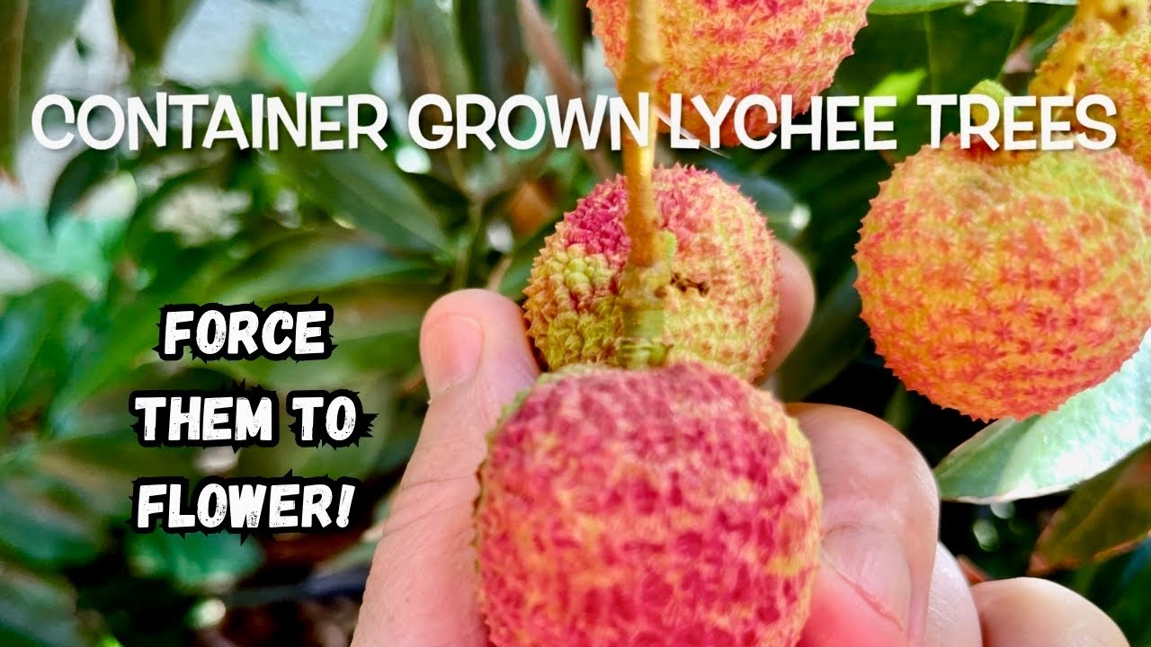 Container Grown Lychees | What I used to Force them to Flower!