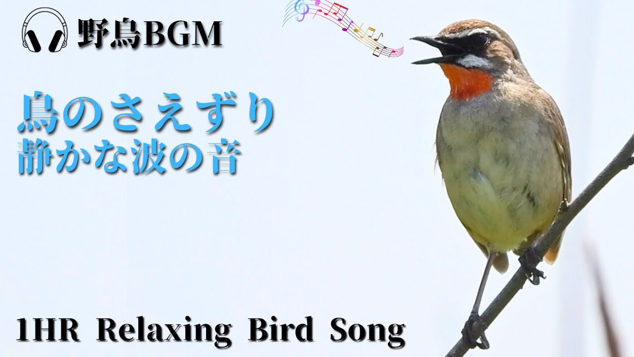 【作業用BGM/鳥のさえずり】北海道の海岸草原の鳥の鳴き声一覧  夏と海の音 / Bird Songs -1 HOUR of Birds Singing and Wave Sound/鳥の鳴き声