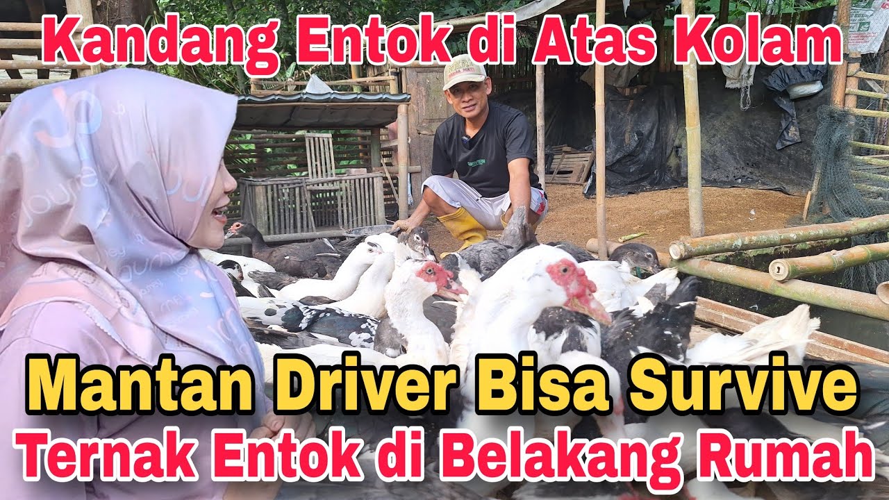 SUKSES TERNAK ENTOK di BELAKANG RUMAH || KANDANG ENTOK di ATAS KOLAM IKAN