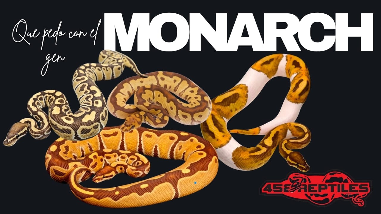 QUE P#DO CON EL GEN MONARCH