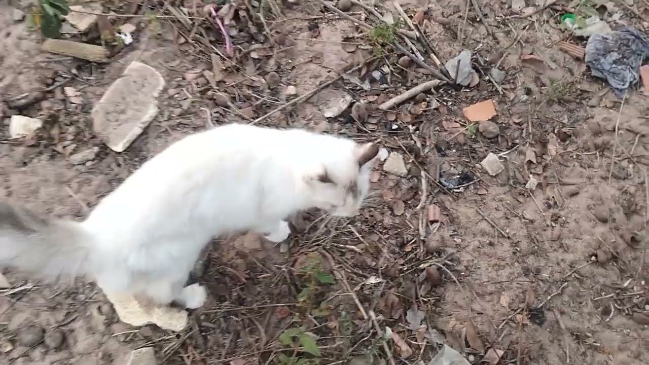 Voltando com os vídeos.. atualizado vcs 