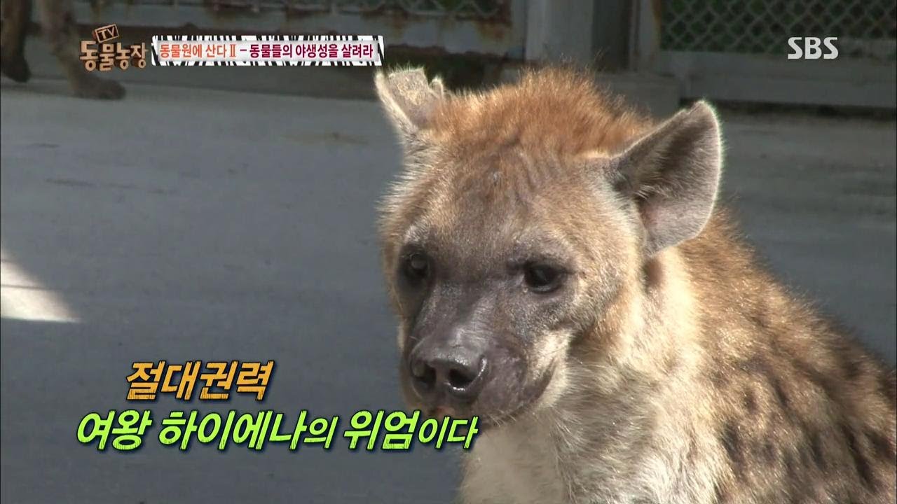 동물원, 야생성을 살려라 @TV동물농장 130922