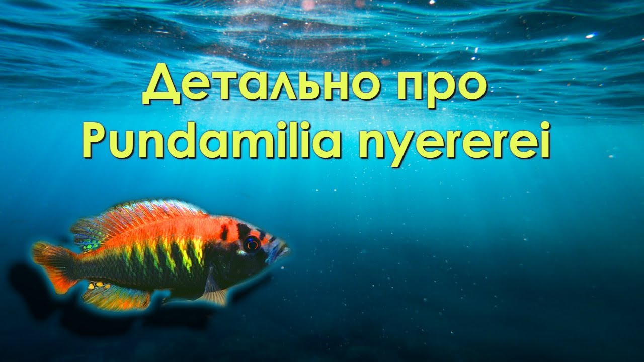 детально про Pundamilia nyererei