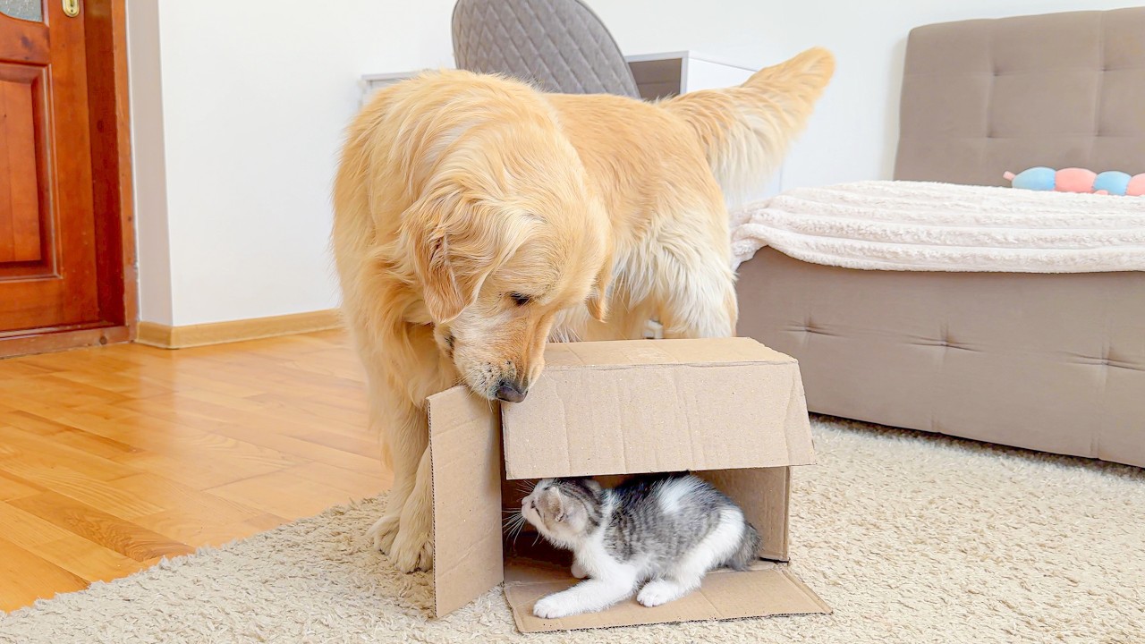Giant Golden Retriever Finds Tiny Kitten in a Box&hellip; Reaction Is Hilarious!!