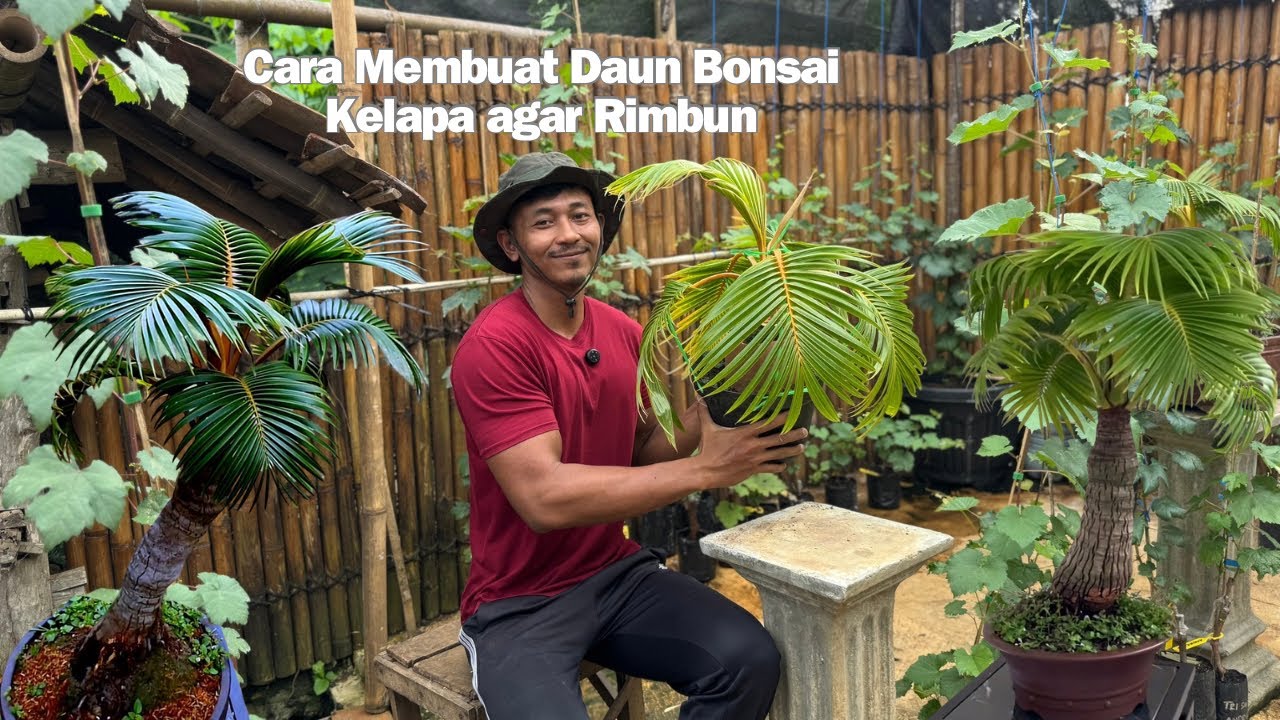 Cara membuat daun bonsai kelapa rimbun