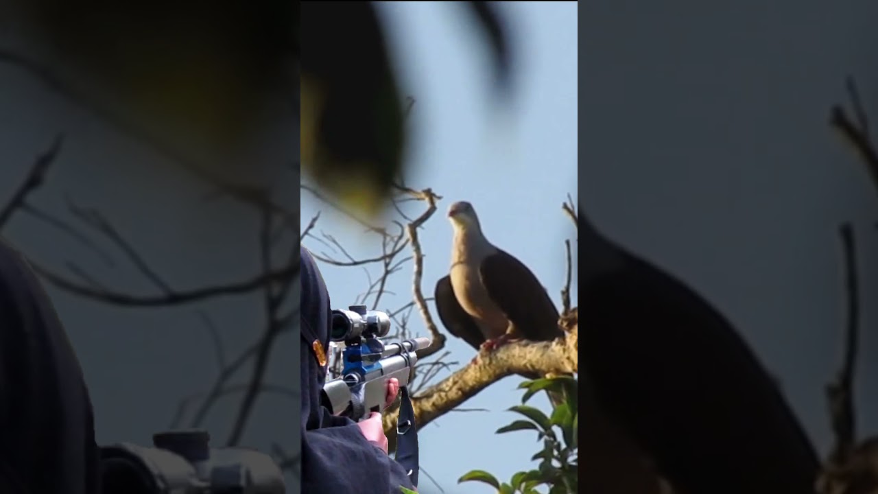 tembak pergam gunung poin pergam jumbo spot ribuan pergam #berburu