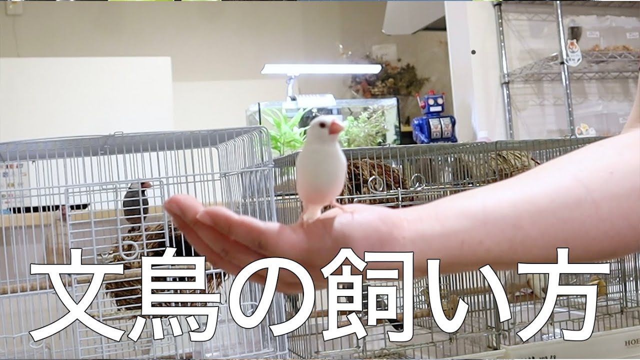文鳥の飼い方
