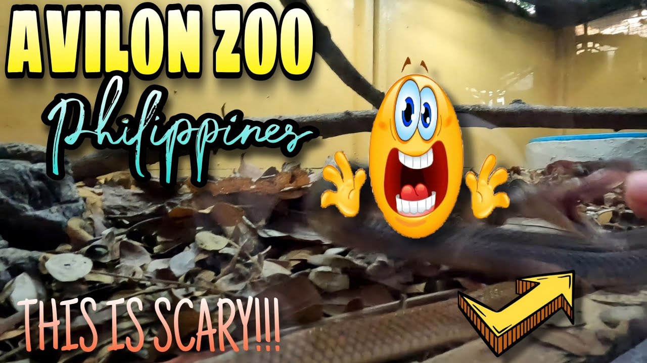 Discover The Ultimate Wildlife Adventure At Avilon Zoo - The Biggest Zoo In The Philippines!