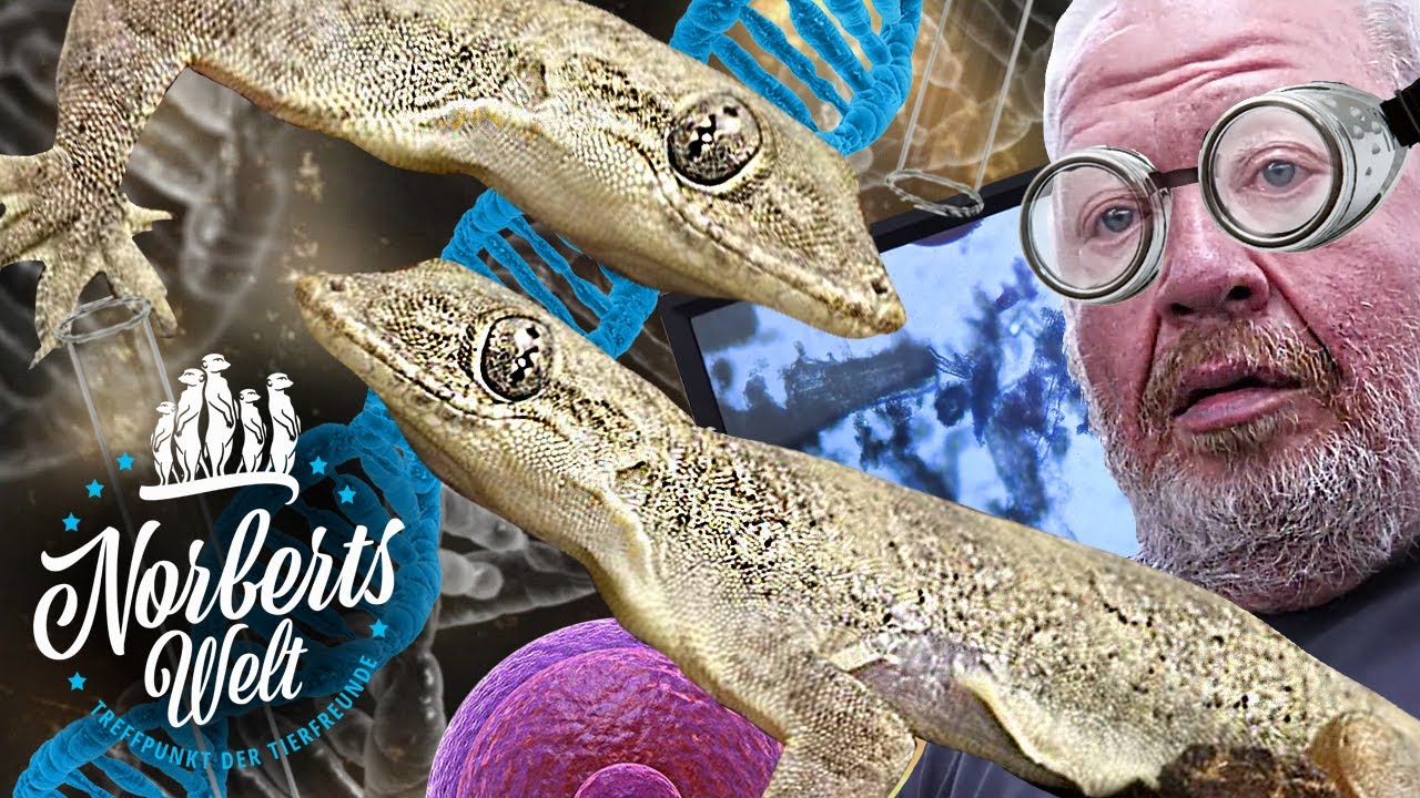 Wir KLONEN ein TIER legal! | Jungferngecko | NORBERTS WELT | Zoo Zajac